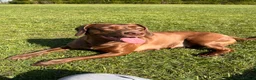 Mixed Breed dogs for sale: Beautiful Spaniel Puppies in Washington - Advert 27