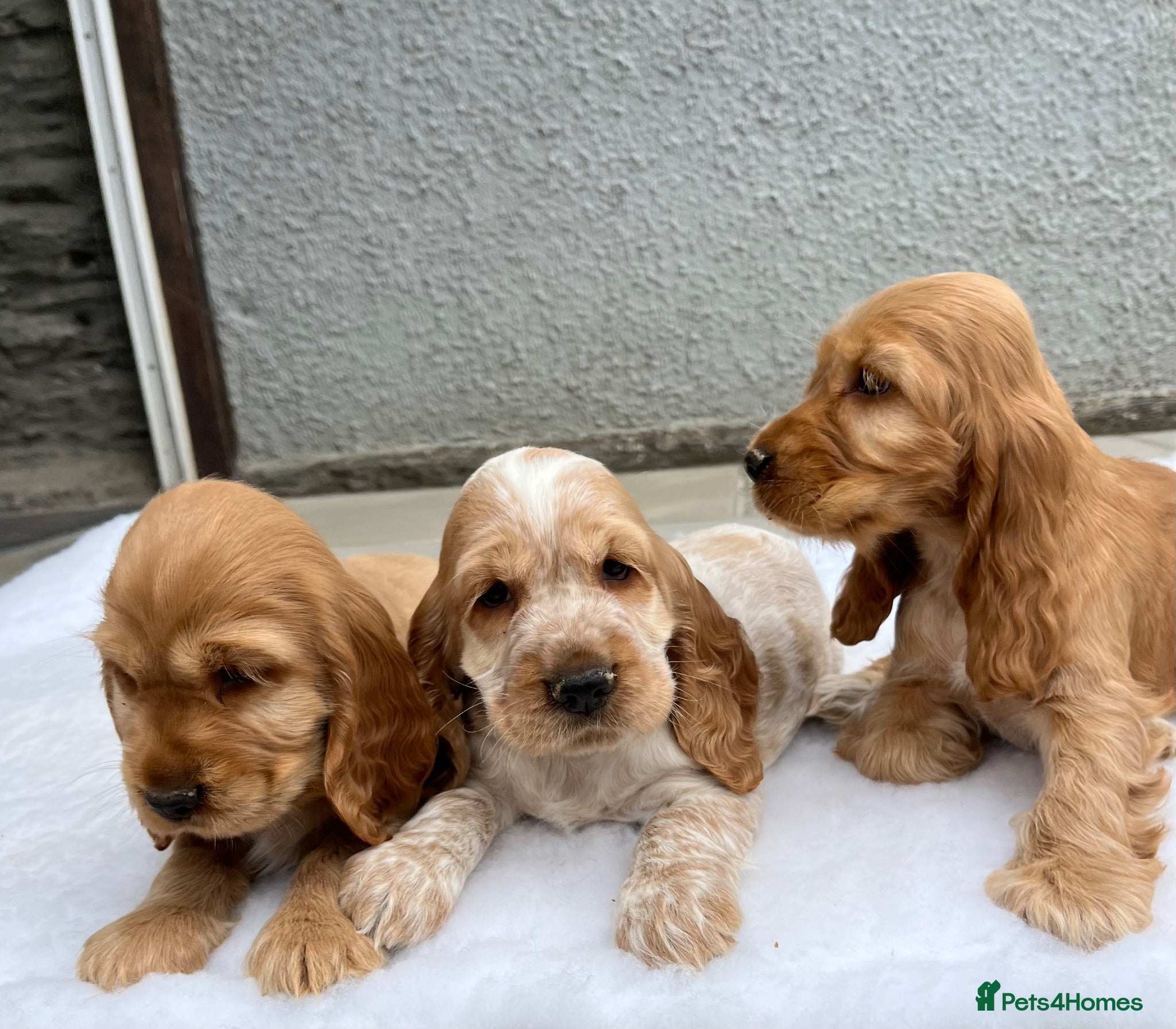 Cocker Spaniel dogs KC HEALTH TESTED show type cocker ⭐️  - Advert 1