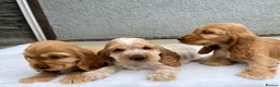 Cocker Spaniel dogs for sale: KC HEALTH TESTED show type cocker ⭐️  in Llanybydder - Advert 1