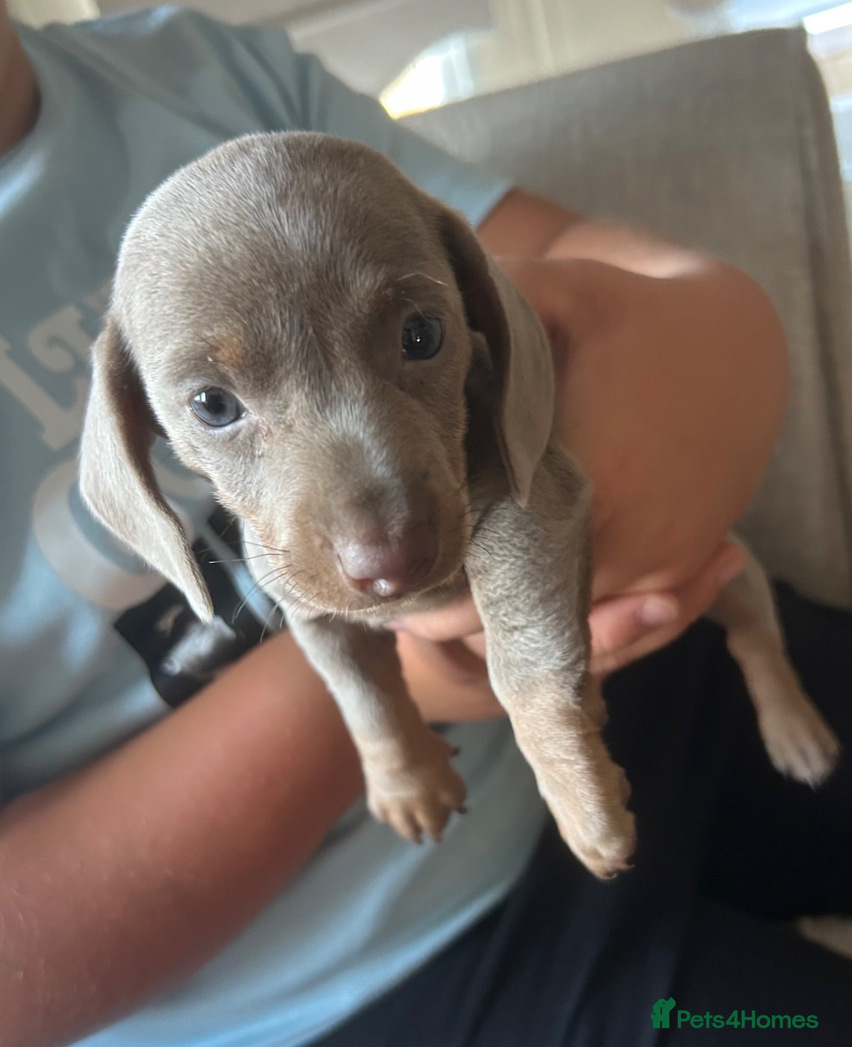 Miniature Dachshund dogs Isabella puppy miniature dachshund male  - Advert 13