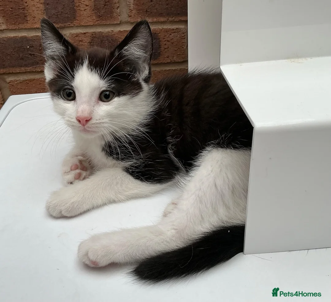 Mixed Breed cats for sale: Ragdoll cross kittens ready to go in Chester - Advert 3