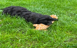 Cockapoo dogs for sale: Beautiful miniature Teddybear Cockapoo  puppies  - Image 22