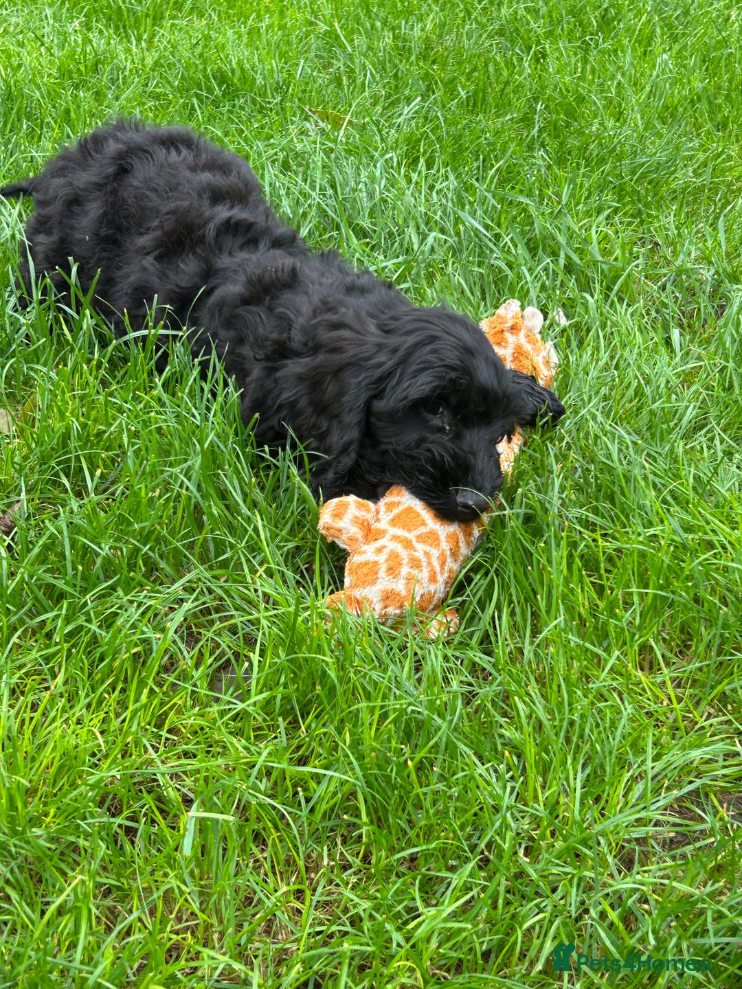 Cockapoo dogs for sale: Beautiful miniature Teddybear Cockapoo  puppies  - Image 22