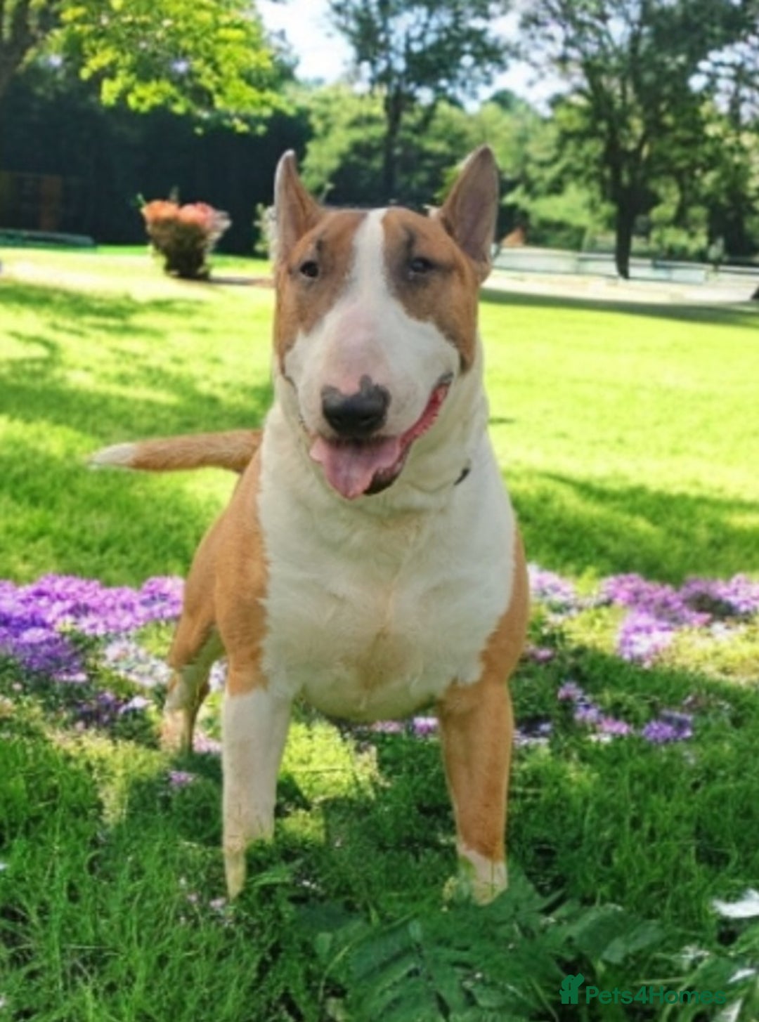English Bull Terrier dogs for stud: Bull terrier at stud  fully health tested  - Image 2