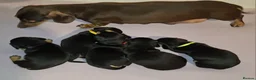 Miniature Dachshund dogs for sale: Stunning Miniature Dachshund Puppies  - Advert 5