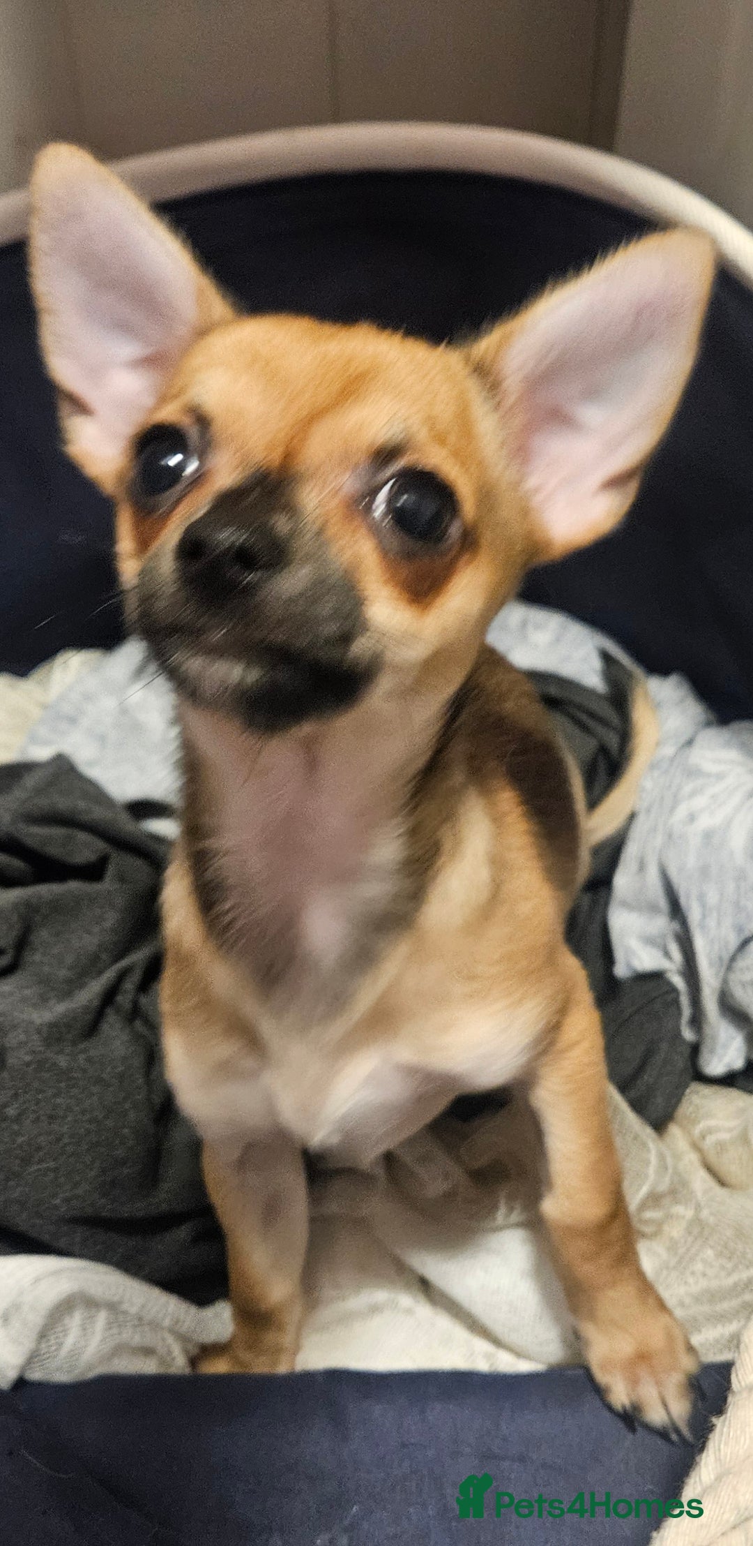 Chihuahua dogs for sale: 2x 13 old week beautiful Chihuahua Pups for sale  - Advert 4