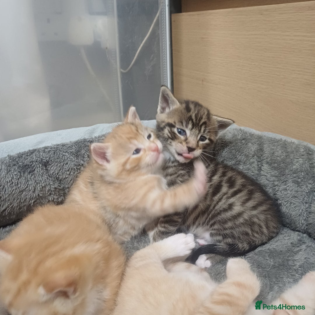 Mixed Breed cats for sale: Lovely kittens😻😻😽😽❤️ - Advert 12