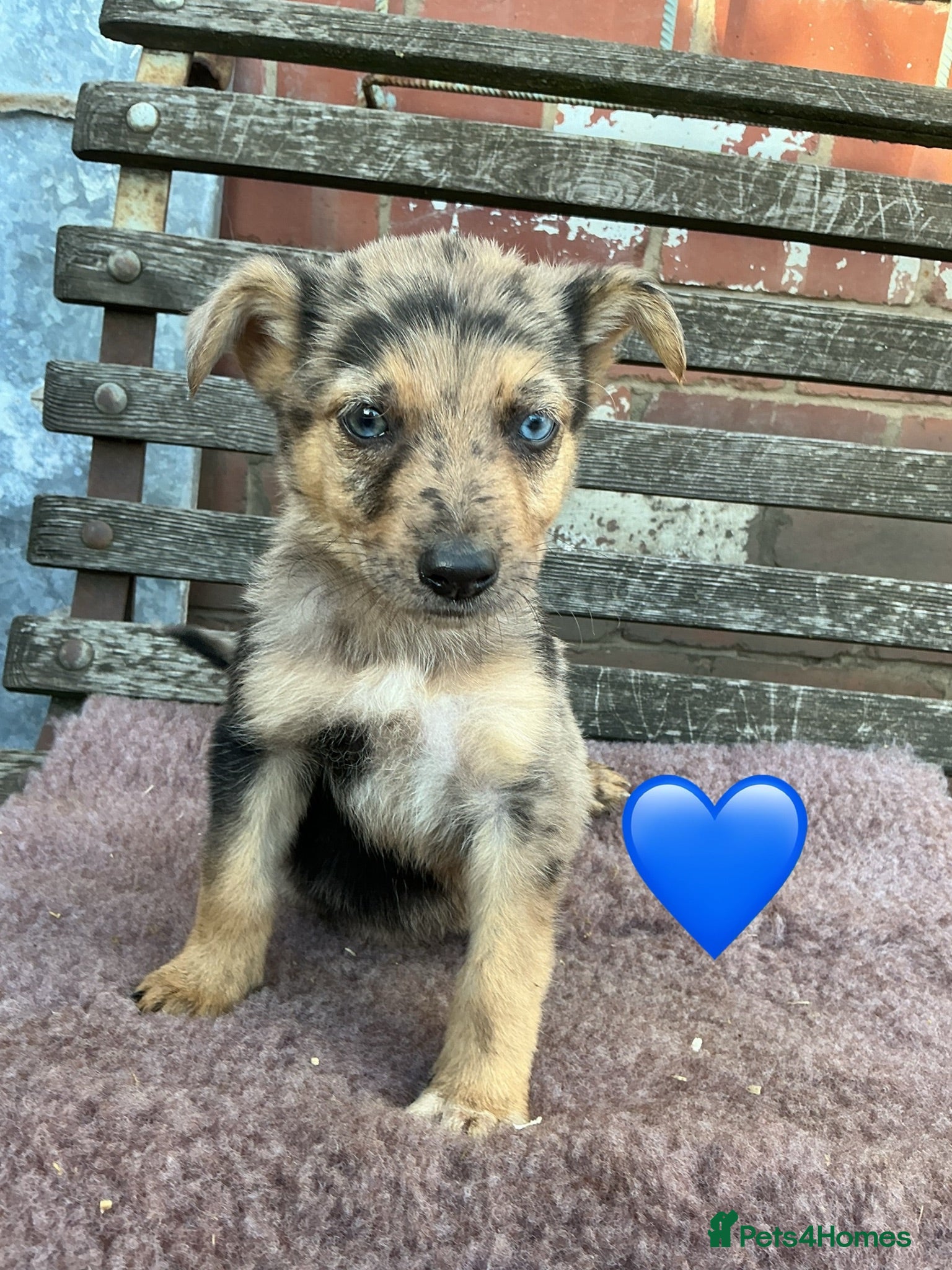 Mixed Breed dogs GSD x Collie,big and chunky Farm bred pups. - Advert 1