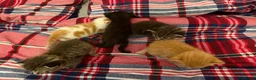 British Shorthair cats for sale: Beautiful British shorthaired kittens available in Shrewsbury - Advert 8