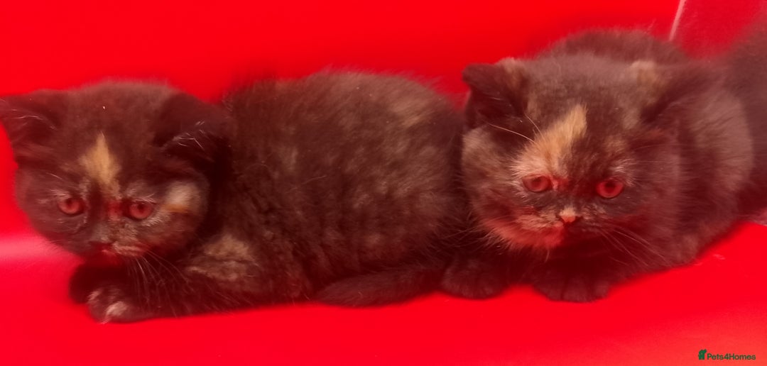 British Shorthair cats for sale: Beautiful  British Shorthair  - Advert 10