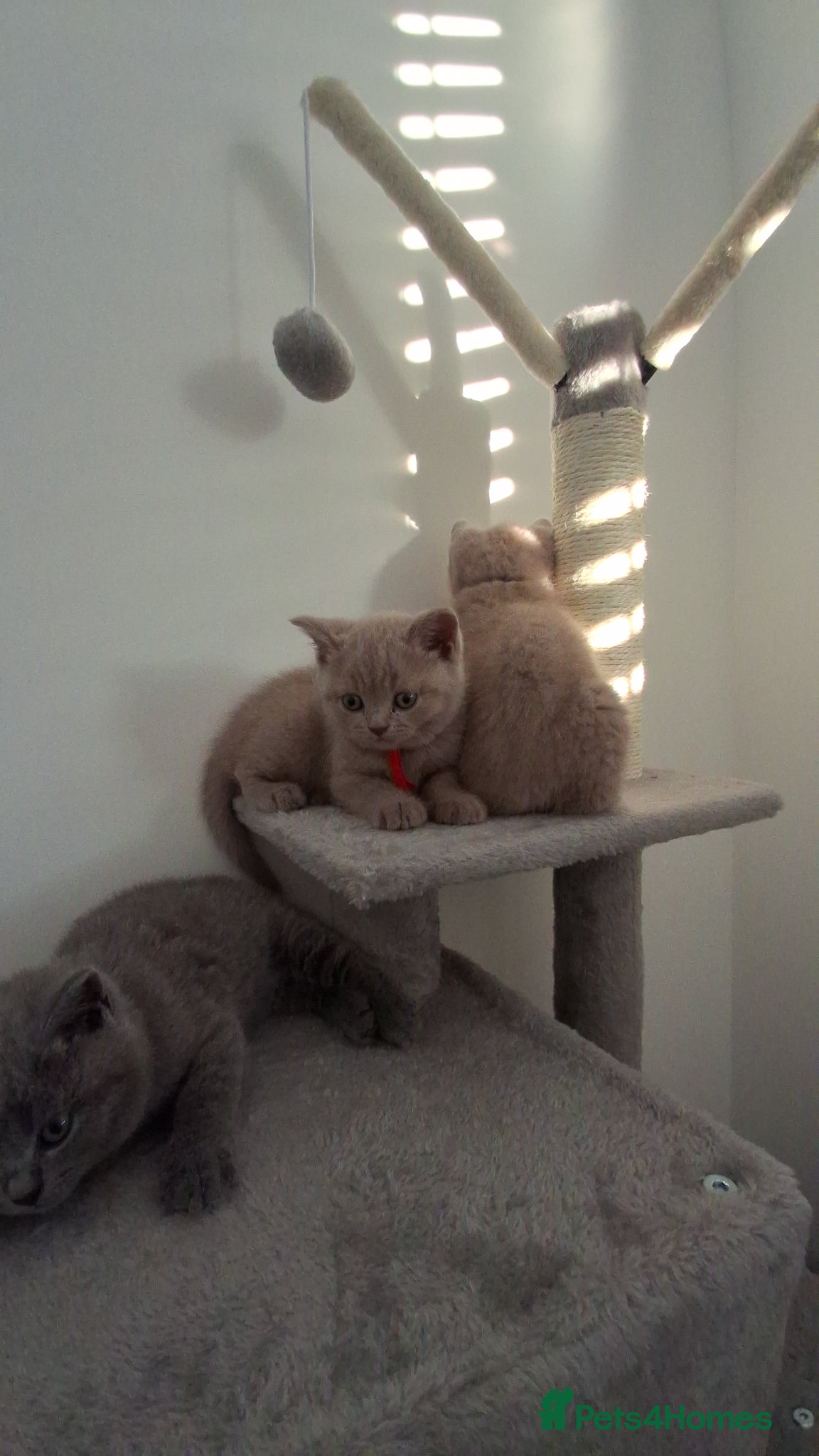 British Shorthair cats Gorgeous BSH lilac available - Advert 1