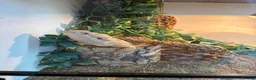 Lizard reptiles for sale: Red beared dragon  in Waltham Abbey - Advert 2
