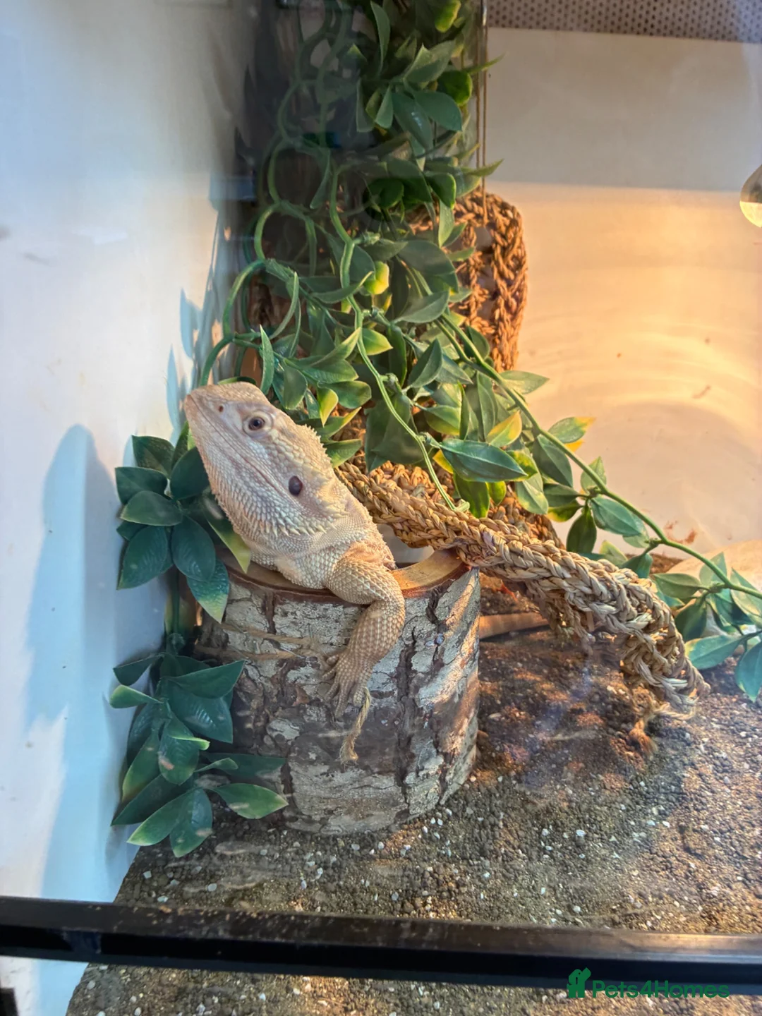 Lizard reptiles for sale: Red beared dragon  in Waltham Abbey - Advert 2