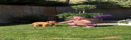 Labrador Retriever dogs for sale: KC Registered Fox red Labrador puppies in Newtown - Advert 16