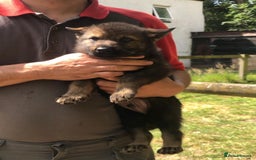 Saarloos Wolfdog dogs for sale: Wolfdog Puppies in Catterick Garrison - Image 1