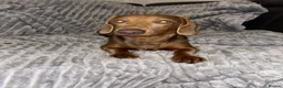 Miniature Dachshund dogs for stud: Frank the stud  - Advert 1