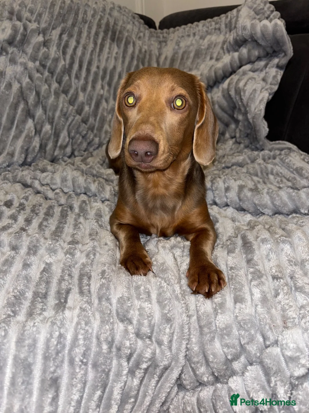 Miniature Dachshund dogs for stud: Frank the stud  - Advert 1