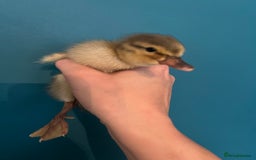 Ducks poultry for sale: Indian runner ducklings - Image 8