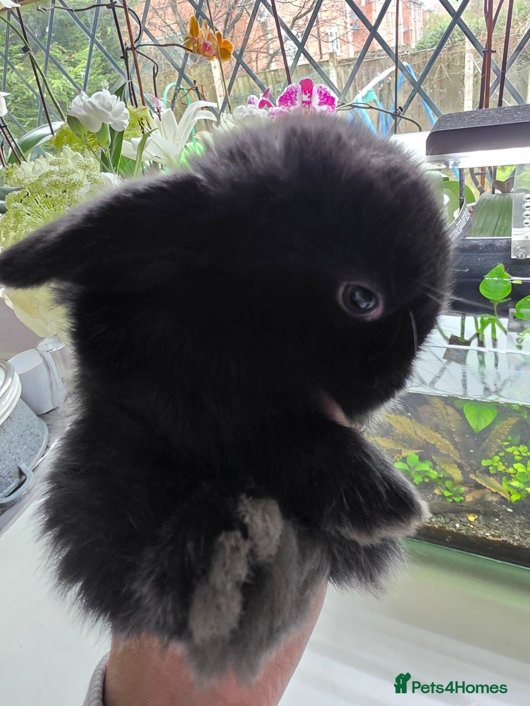 Mini Lop rabbits for sale: Mini loop  - Advert 2