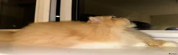 Persian cats for sale: Pure breed Persian  - Advert 6