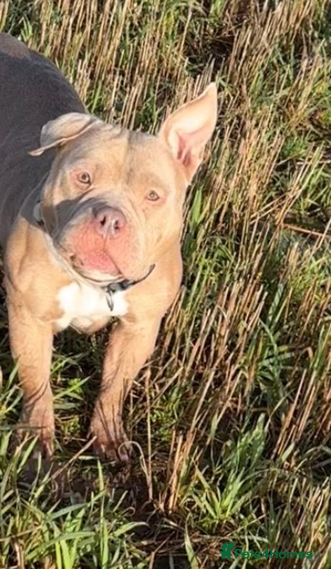 American Bully dogs for sale: Pocket Bully Puppies - Advert 2