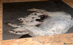 English Springer Spaniel dogs for sale: English springer spaniel - Image 2