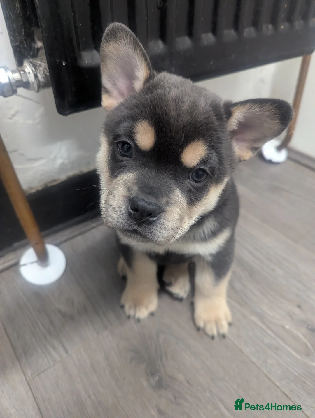 Mixed Breed dogs for sale:  3 Frow Frow girls available - Advert 15