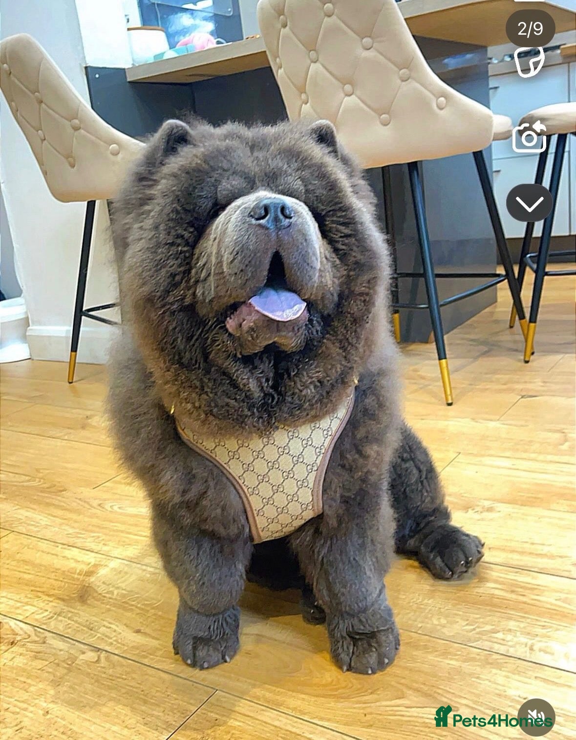 Chow Chow dogs Chow for stud  - Advert 2