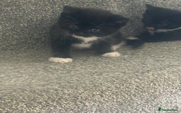 Mixed Breed cats for sale: Kittens for sale - Image 2