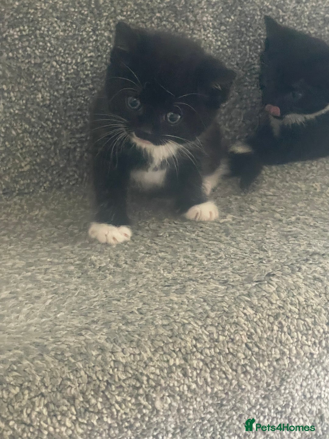 Mixed Breed cats for sale: Kittens for sale - Image 2