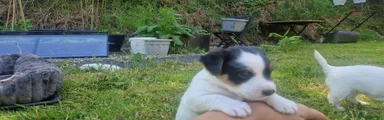 Male Puppy