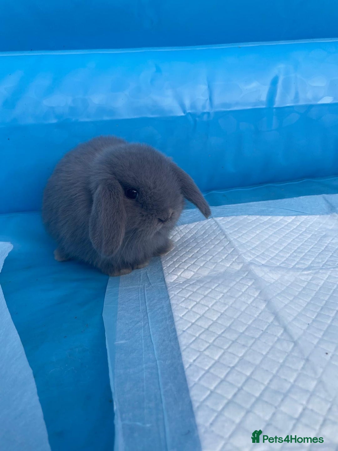 Dwarf Lop rabbits for sale: Cute little rabbits for sale - Image 1