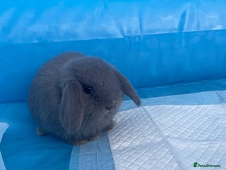 Dwarf Lop rabbits - Advert 21