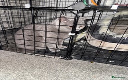 British Shorthair cats for sale: British short hair fmale 6mth read description  - Image 8