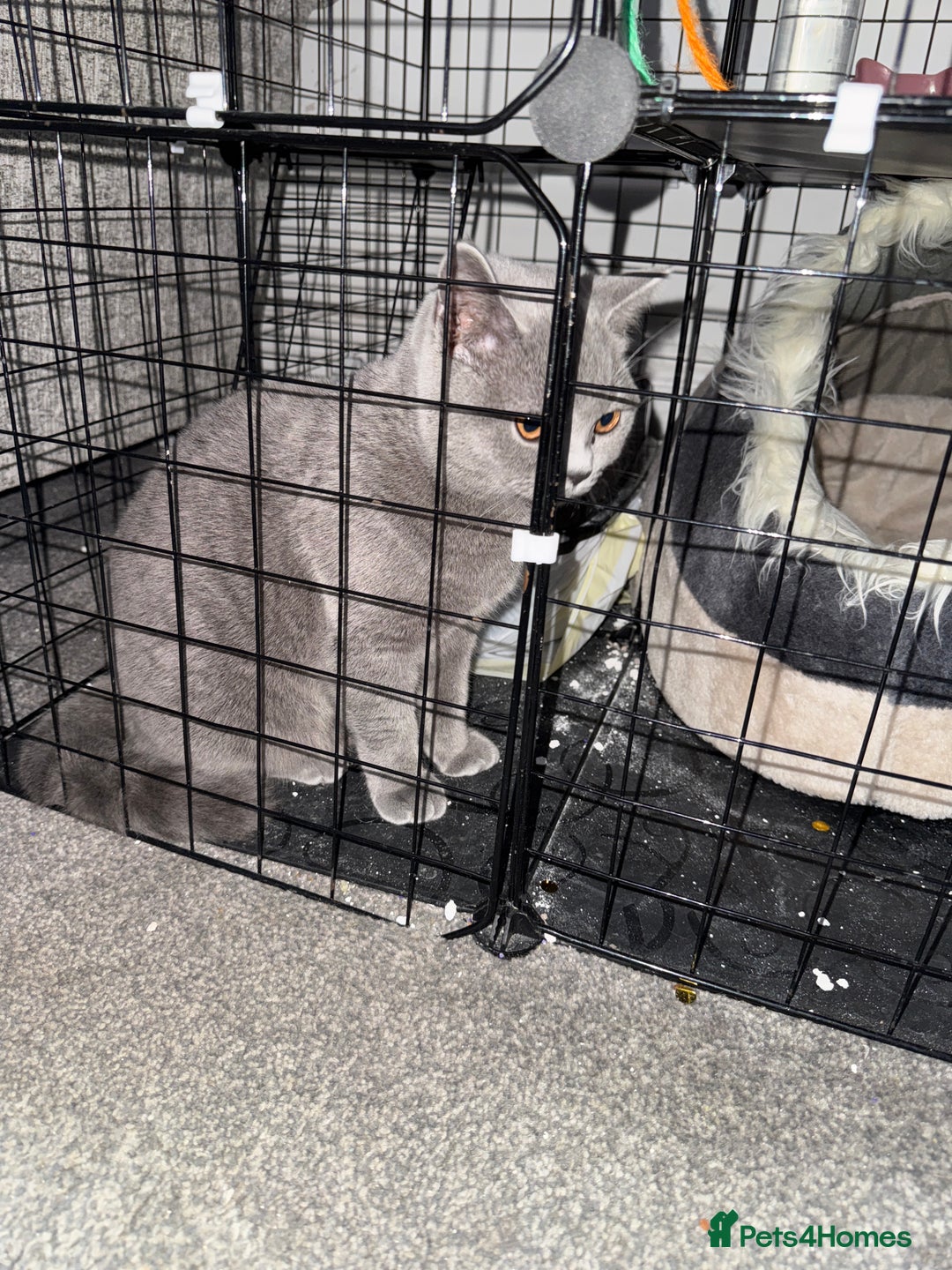 British Shorthair cats for sale: British short hair fmale 6mth read description  - Image 8