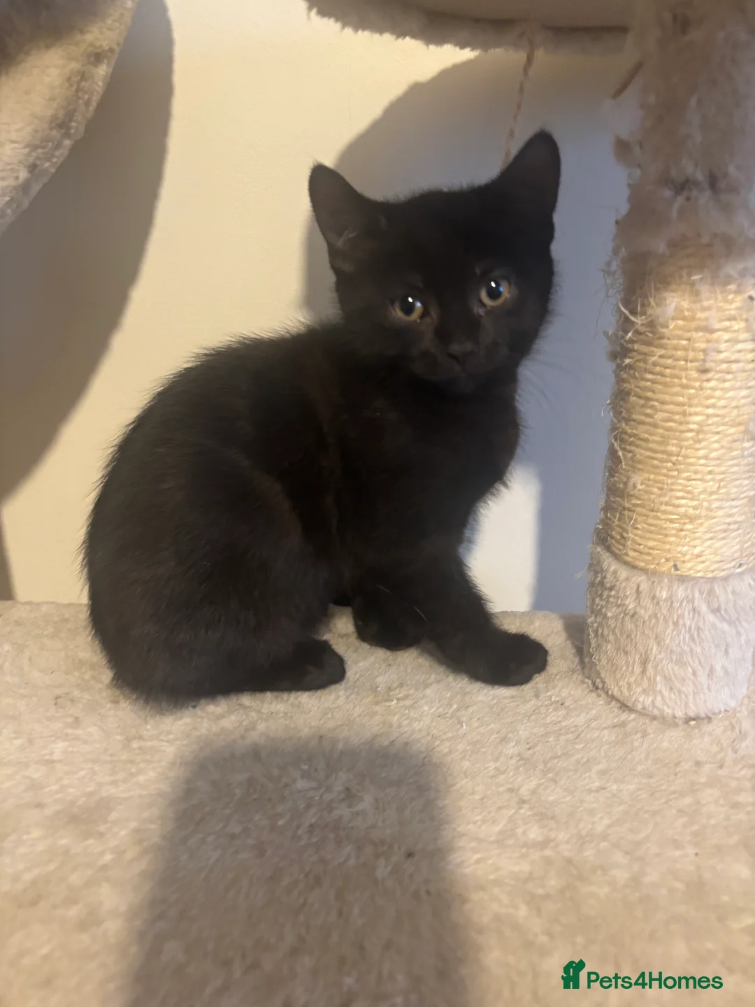 Mixed Breed cats for sale: 3 Beautiful Kittens  - Advert 4