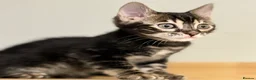 Bengal cats for sale: Rare silver charcoal Marble Girl   - Advert 10