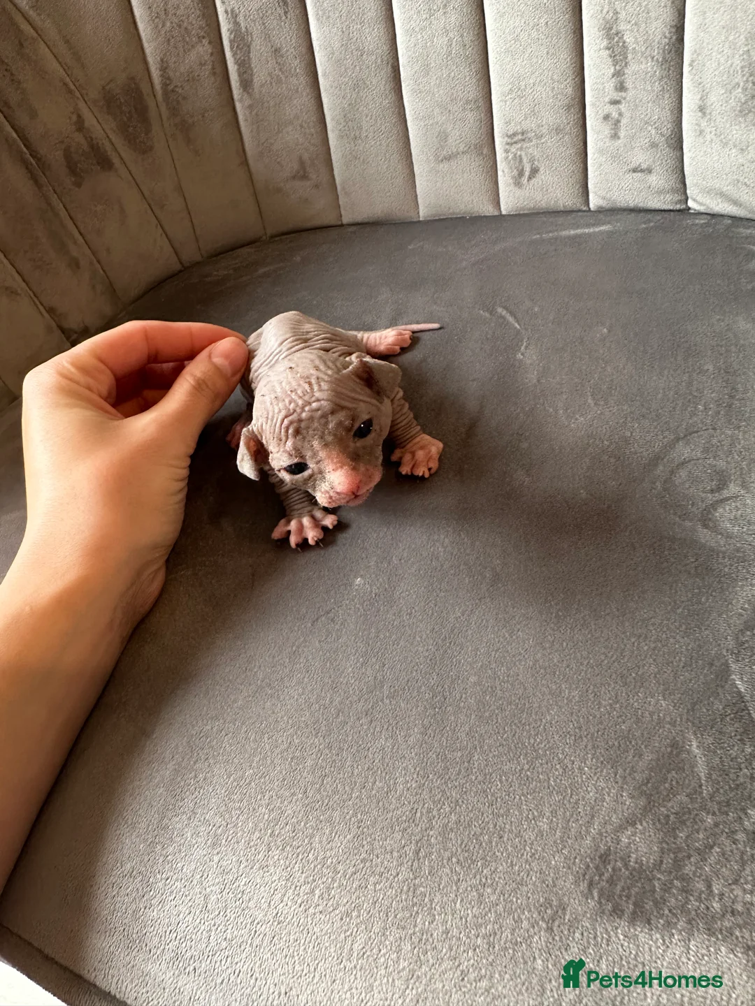 Sphynx cats for sale: beautiful Sphynx babies - Advert 4
