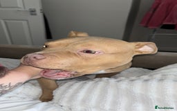 Mixed Breed dogs for sale: 9month old pocket bully  - Image 2