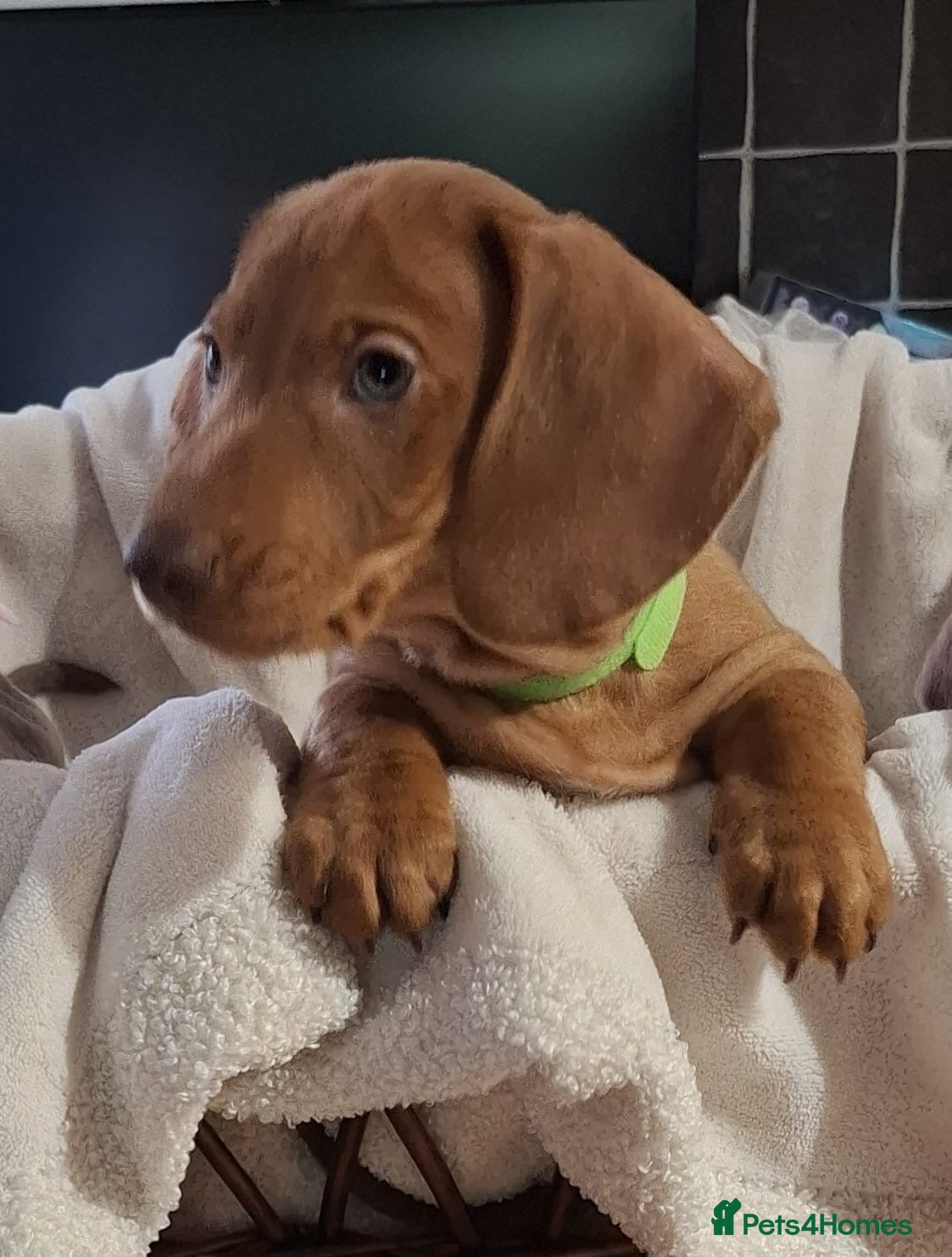 Miniature Dachshund dogs Miniature Dachshund Pups **READY NOW. 3 BOYS LEFT* - Advert 6