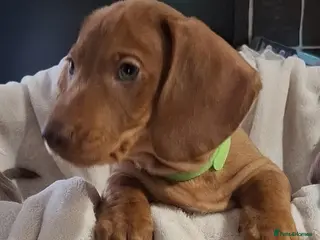 Miniature Dachshund dogs Miniature Dachshund Pups **READY NOW. 3 BOYS LEFT* - Advert 4