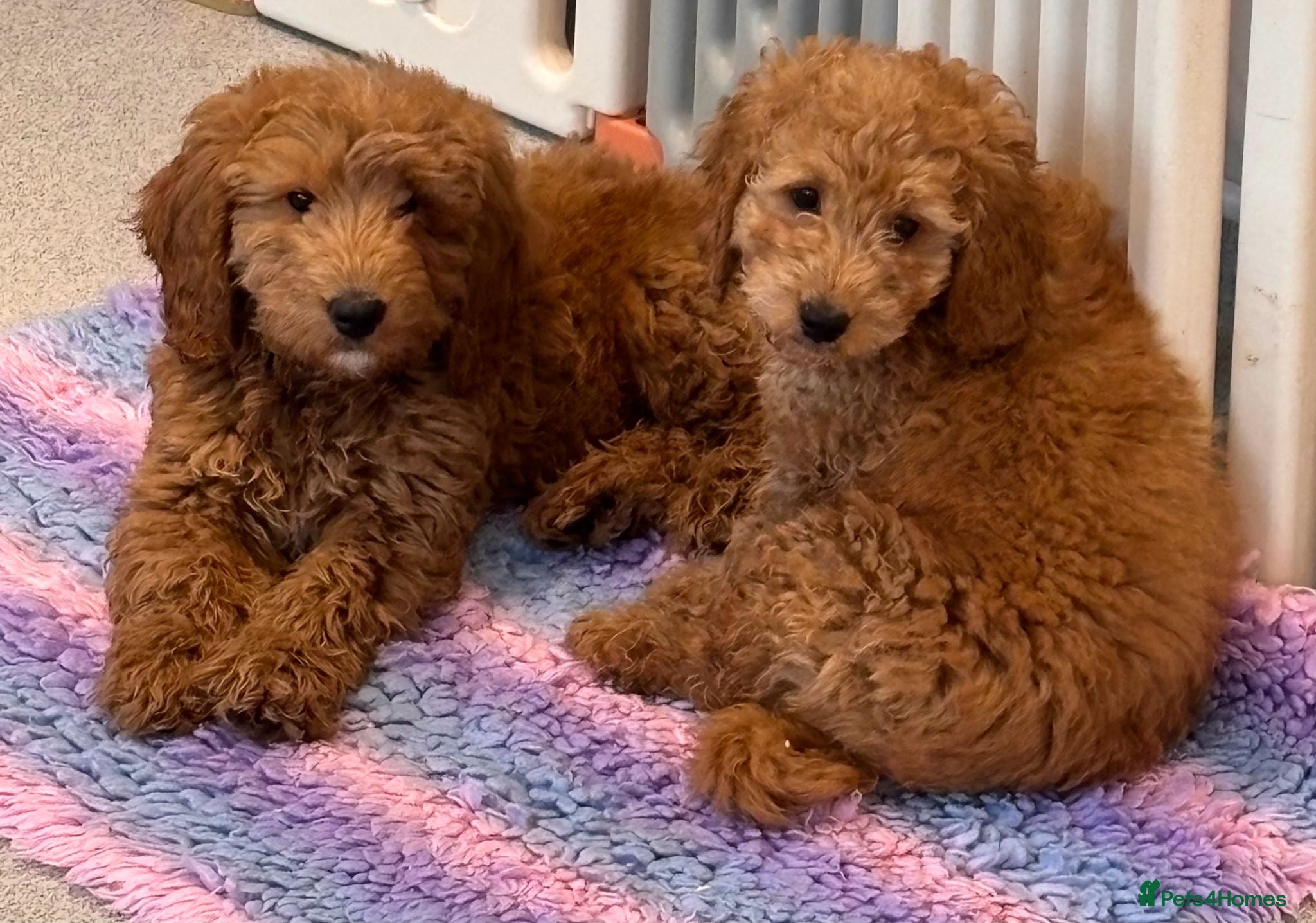Cavapoo dogs 2 Boy Beautiful Cavapoo Pups - Advert 3