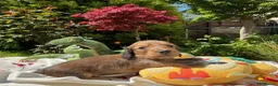 Miniature Dachshund dogs for sale: GORGEOUS KC reg PRA CLEAR MINI DACHSHUND PUPPIES in Swansea - Advert 22