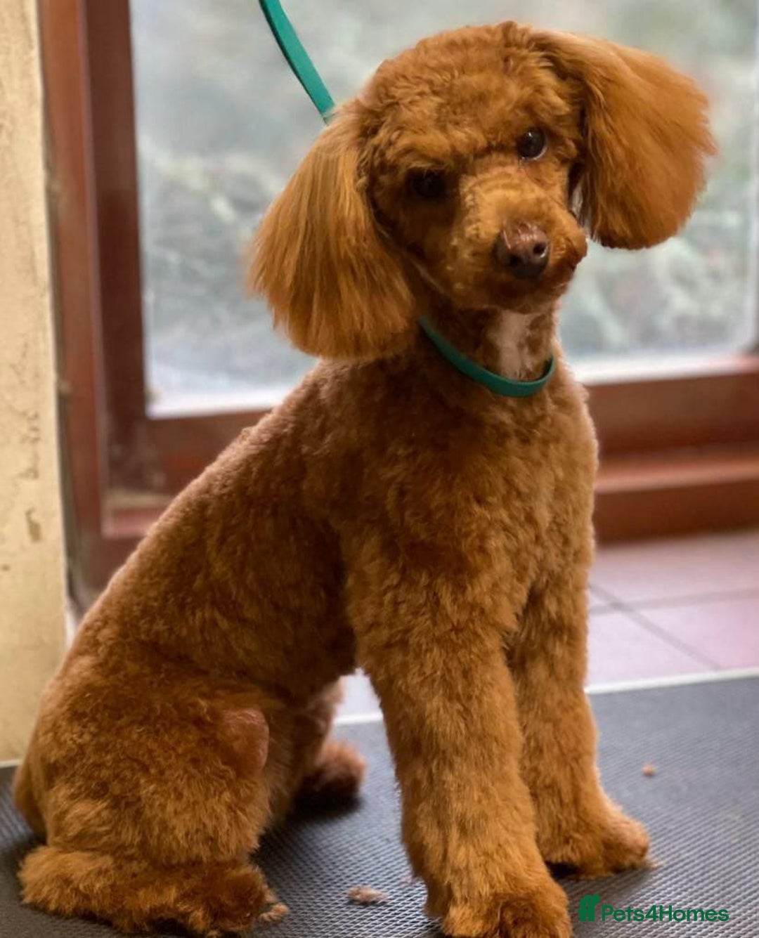 Cockapoo dogs for sale: Adorable Toy Cockapoos-Health Tested - Image 11