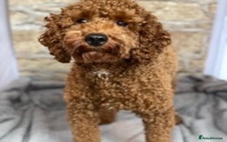 Miniature Poodle dogs for stud: Proven extensively health tested KC RED poodle in Swansea - Image 1