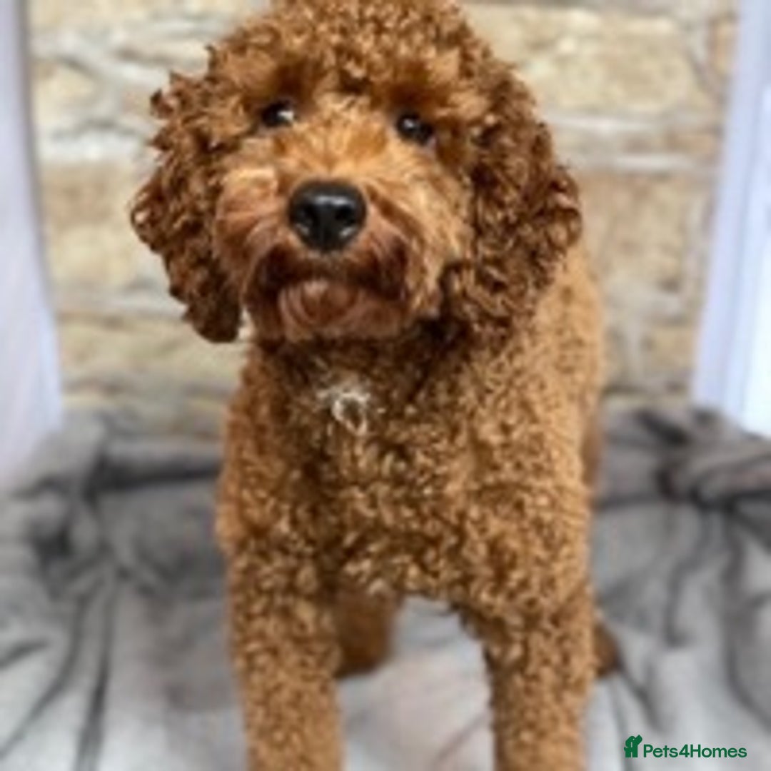 Miniature Poodle dogs for stud: Proven extensively health tested KC RED poodle in Swansea - Image 1