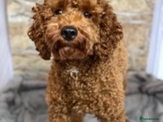 Miniature Poodle dogs in Swansea - Advert 6