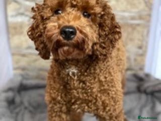 Miniature Poodle dogs Proven extensively health tested KC RED poodle in Swansea - Advert 4
