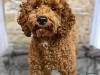 Miniature Poodle dogs Proven extensively health tested KC RED poodle in Swansea - Advert 16