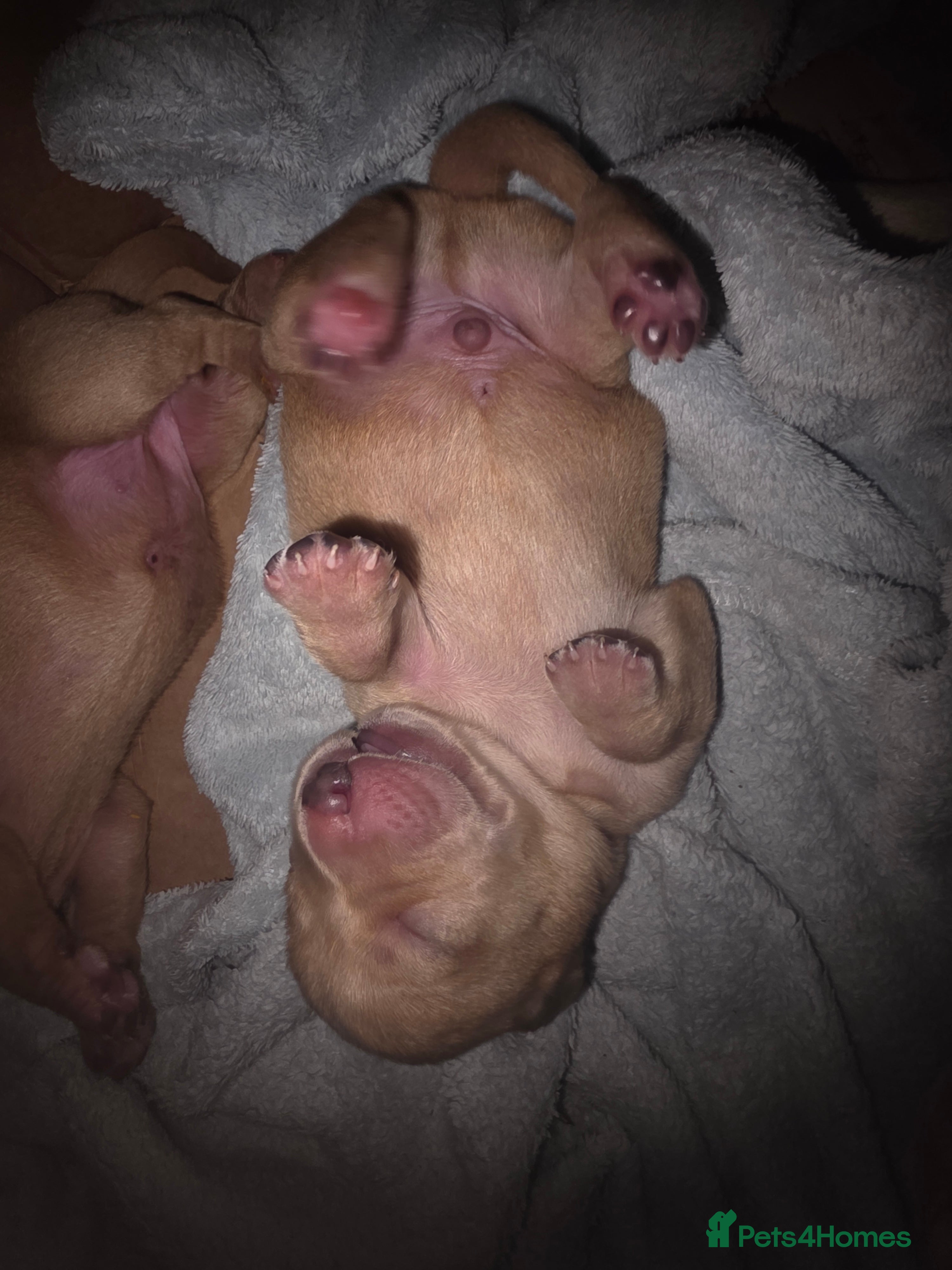 Labrador Retriever dogs for sale: 7 perfect plump little Red Labrador puppies - Advert 11